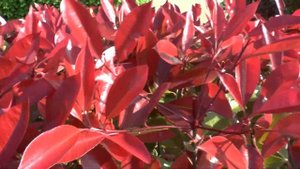 Photinia fraseri - grow and care beautiful hedge plant