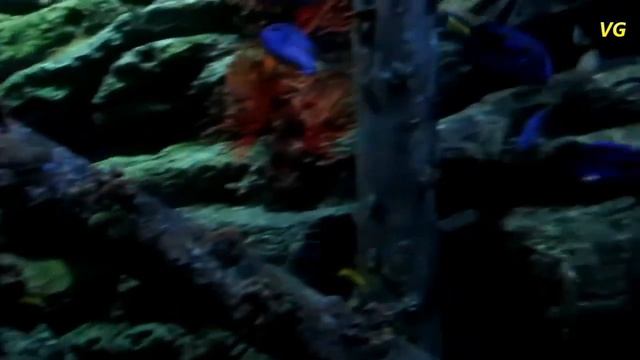 2016 Oceanarium in Bangkok - Siam Ocean World — Океанариум в Бангкоке смотреть онлайн