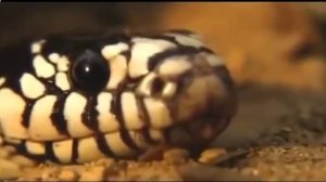 Королевская змея атакует гремучую змею