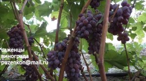 Виноград кишмиш Юпитер- раннего срока созревания, зимостойкий (участок Пузенко Н.Л.)