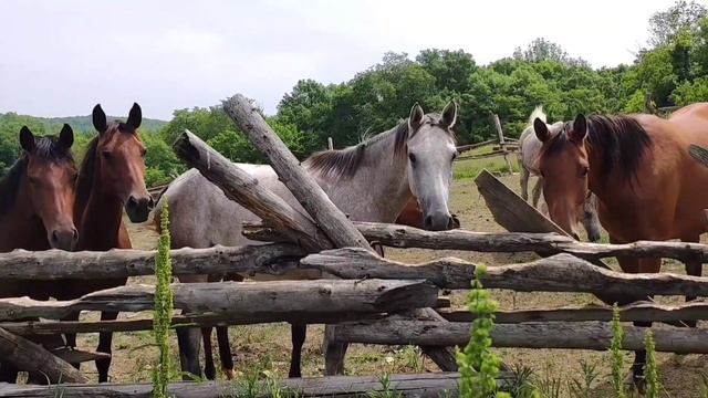УМЕЕМ РАБОТАТЬ - УМЕЕМ ОТДЫХАТЬ     #корпоратив #агентствонедвижимости  #отдыхнаприроде #анапа