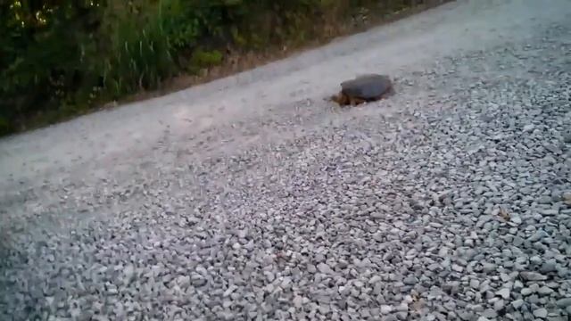 СЛАБОНЕРВНЫМ НЕ СМОТРЕТЬ!!! ЧЕРЕПАХА АТАКУЕТ !!! смотреть онлайн