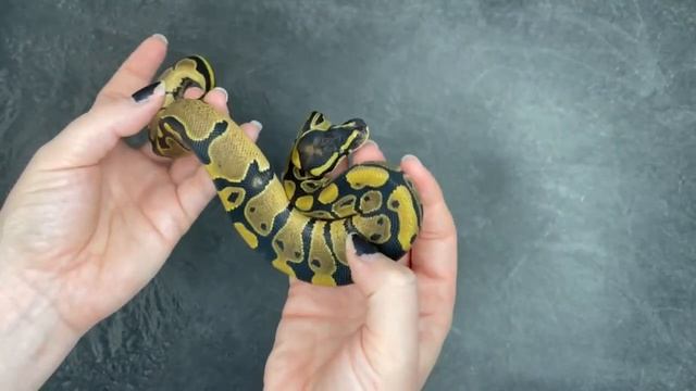 100% dbl het VPI Axanthic / Piebald Ball Python - 2023.14-7