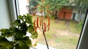 Цветение хавортии