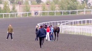 Ужас!!! Лошадь на скачках сломала ногу...