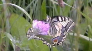 Papilio machaon (Papilionidae-Lepidoptera)