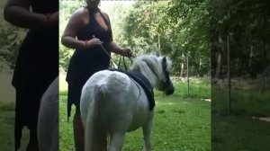Pony Check Ride 1
