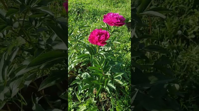 Очередное цветение в нашем любительском саду. Пион сорт "Канзас"