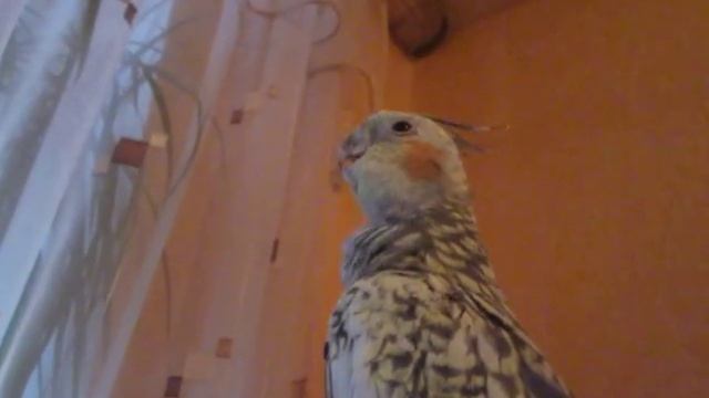 НЕизвестное для меня поведение кореллы