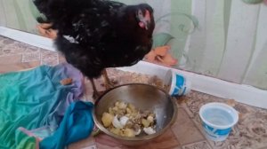 Курица села на ноги. Чем я ее кормлю... часть2.