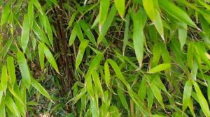 Bamboo aurea