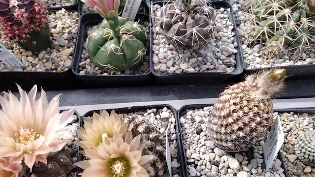 Что такое с кактусами и эпифиллумами???Цветут...Пародии.Эриозице.Цереус с огромным бутоном.Kakteen. смотреть онлайн