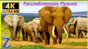 Животные и дикая природа • Расслабляющая музыка и звуки природы.
https://rutube.ru/video/29f04798d33