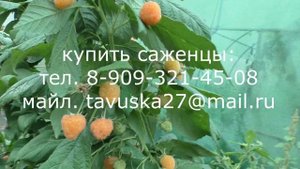 Ярославна, ремонтантная малины с янтарной ягодой