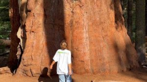 Национальный парк Секвойя | Встретили медведей и самое большое дерево в мире