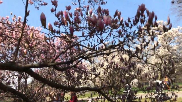 Цветение магнолии - Magnolia Way in NYBG - 13 April 2019