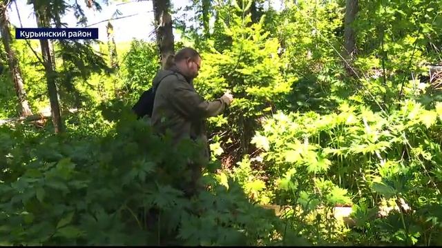 Волонтёры со всей страны спасают черневую тайгу в Курьинском районе Алтайского края смотреть онлайн