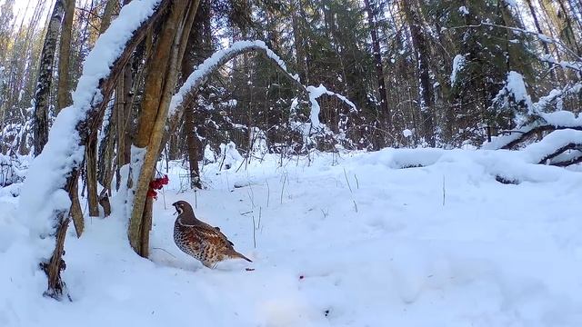 Приручаем рябчика