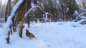 Приручаем рябчика