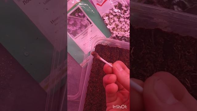 Лобелия посев. смотреть онлайн