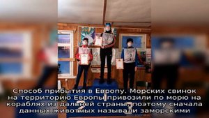 Почему морская свинка так называется