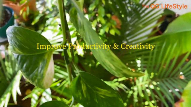 Bring Nature Indoors: Best Houseplants & Their Amazing Benefits!