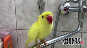 Попугай, который не вылезает из душа. Видели видео? Фрагмент выпуска от 10.11.2019