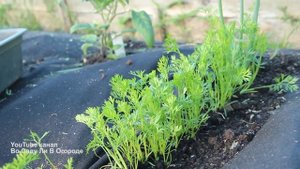 Морковь прёт как на дрожжах! Без сорняков, без прополки и без прореживания