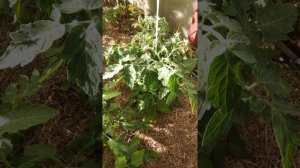 Сорт томата Ай Шен Хуан Линь