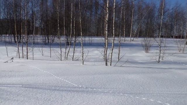 ЧУТЬ НЕ ПРОВАЛИЛСЯ = ПОД СНЕГ = ПРОГУЛКИ = СВЕЖИЙ ВОЗДУХ