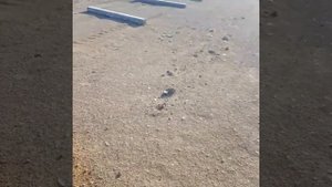 Минипогрузчик локуст.Установка ямобур,работаем