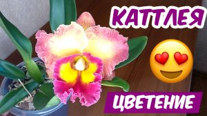 Каттлея Chomthong Fancy "Fireball" ЗАЦВЕЛА!