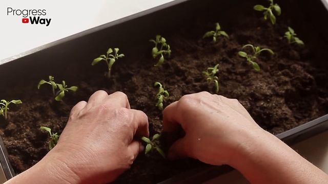 ЛУЧШЕЕ НАТУРАЛЬНОЕ УДОБРЕНИЕ В МИРЕ СВОИМИ РУКАМИ ЗАМЕНИТ ВСЕ ОСТАЛЬНЫЕ ПОДКОРМКИ!!!