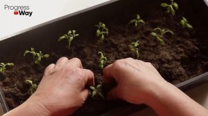 ЛУЧШЕЕ НАТУРАЛЬНОЕ УДОБРЕНИЕ В МИРЕ СВОИМИ РУКАМИ ЗАМЕНИТ ВСЕ ОСТАЛЬНЫЕ ПОДКОРМКИ!!!