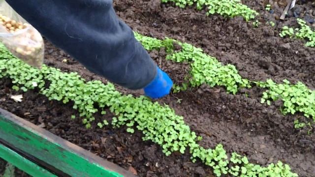 Посадка лука под зиму (Севок) смотреть онлайн