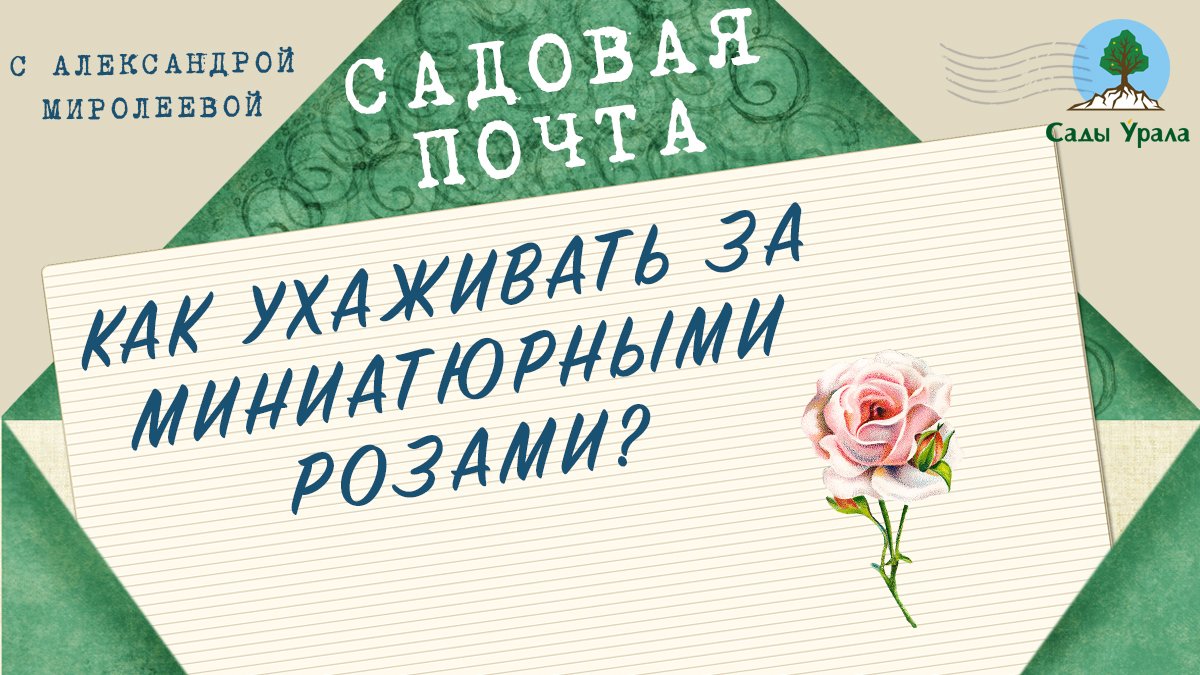 Садовая почта: Как ухаживать за миниатюрными розами. Выпуск 12