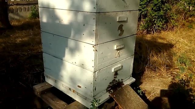 Почему пчелы чистят переднюю стенку ульи и как это связано с роением?