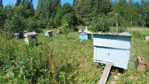 Сколько пчелосемей можно держать на пасеке.Медоносная база