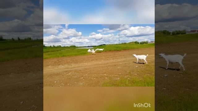 Козы рады. смотреть онлайн