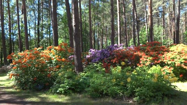 Волшебное удивительное красивое место для прогулок и отдыха ! Парк рододендронов в Бабите Латвия ! смотреть онлайн
