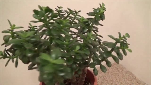 Crassula ovata minor - jade plant - крассула овата с миниатюрными листьями