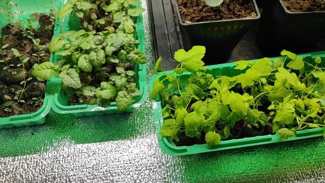 Инвитро часть 2 ежевика малина жимолость смотреть онлайн