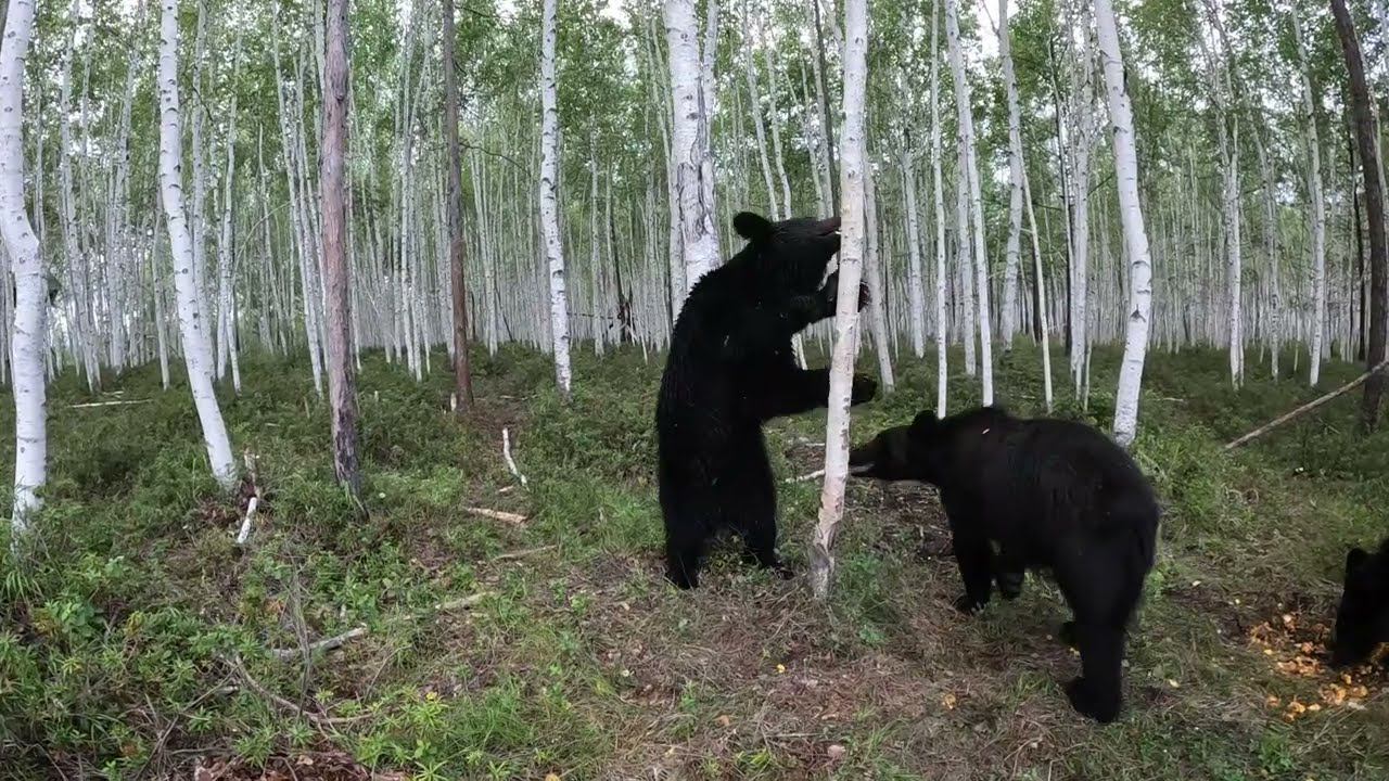 Медведи напугали. смотреть онлайн