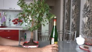 Бонсай из фикуса