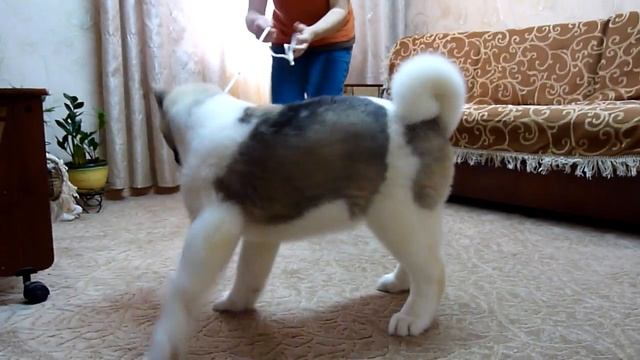 щенок американской акиты Планета Удачи смотреть онлайн