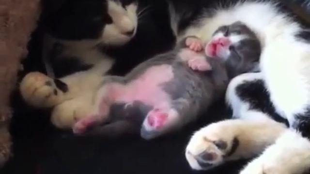 Спящий котенок смотреть онлайн