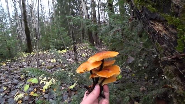 В лес 16 окт 2023. Пермь. смотреть онлайн