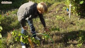 Виноград в Ленинградской области: посадка и уход без хлопот!