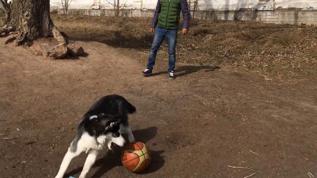 Хаски играет в футбол! Прикол с хаски Хаски играет в баскетбол! смотреть онлайн