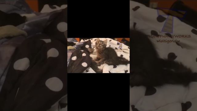 приколы с животными - коты приколы 2022 лучшие приколы с животными #приколы2022